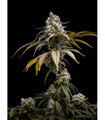 Cherry Crush 5FEM (Black Cherry Punch x Papaya x WB Bubba)