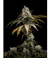 Cherry Crush 5FEM (Black Cherry Punch x Papaya x WB Bubba)