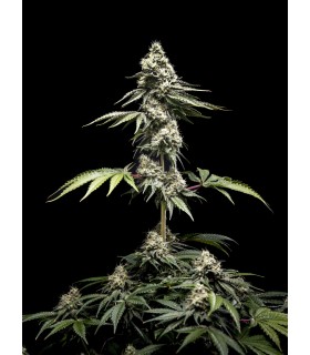 Clementine Slush 5FEM(Pre 98 Bubba x Tangie x WB Bubba)