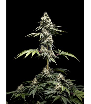 Clementine Slush 5FEM(Pre 98 Bubba x Tangie x WB Bubba)