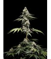 Clementine Slush 5FEM(Pre 98 Bubba x Tangie x WB Bubba)