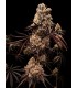 Hokuzan 5FEM(Slapz x Grapes N Cream x WB Bubba)