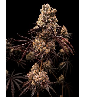 Hokuzan 5FEM(Slapz x Grapes N Cream x WB Bubba)