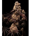 Hokuzan 5FEM(Slapz x Grapes N Cream x WB Bubba)