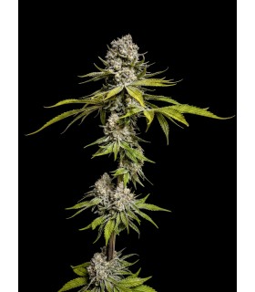 Limon De Azucar 5FEM(Pink Limez x Pink Honey)