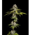 Limon De Azucar 5FEM(Pink Limez x Pink Honey)