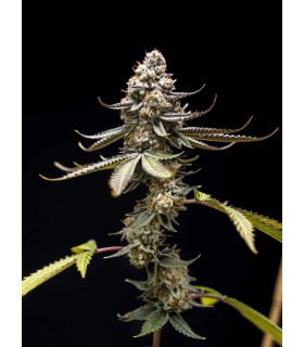 Pink Truffle 5FEM(Pink Kush x Truffle Beltz x WB Bubba)