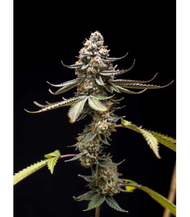 Pink Truffle 5FEM(Pink Kush x Truffle Beltz x WB Bubba)