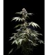 Fizzy Gum 5FEM(Cherry Gelato x Runtz x WB Bubba)