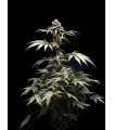Fizzy Gum 5FEM(Cherry Gelato x Runtz x WB Bubba)