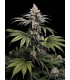 Tropic Gem 5FEM(Tropicana Cookies x Black Cherry Punch x Fizzy Gum)