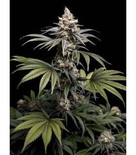 Tropic Gem 5FEM(Tropicana Cookies x Black Cherry Punch x Fizzy Gum)
