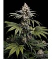 Tropic Gem 5FEM(Tropicana Cookies x Black Cherry Punch x Fizzy Gum)