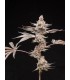 Grape Sunshine 5FEM(Red Sunshine x WB Bubba)