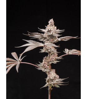Grape Sunshine 5FEM(Red Sunshine x WB Bubba)