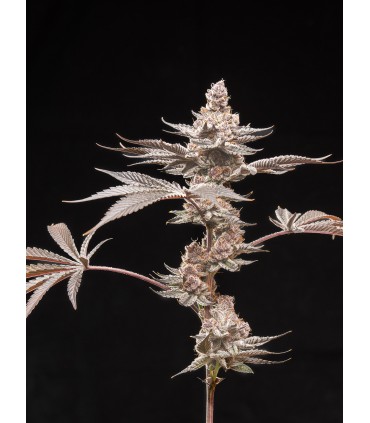 Grape Sunshine 5FEM(Red Sunshine x WB Bubba)
