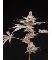 Grape Sunshine 5FEM(Red Sunshine x WB Bubba)