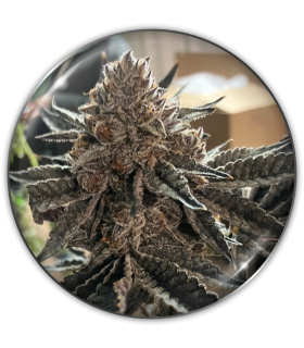 ChocoGas 3FEM(Triple Chocolate x Chocolate Chunk x Chocolate Grape)