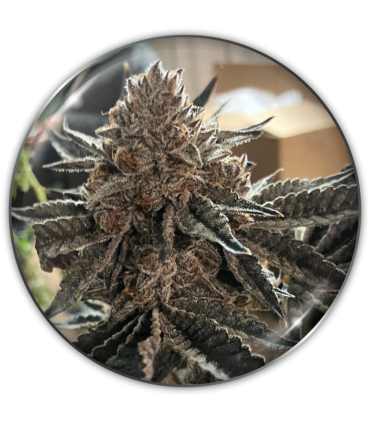 ChocoGas 3FEM(Triple Chocolate x Chocolate Chunk x Chocolate Grape)