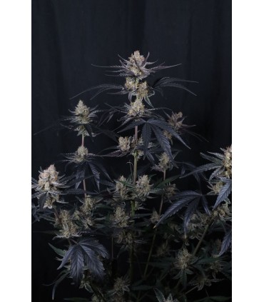 Guava Runtz Auto 3FEM(Guava Auto RF3 x Mango Runtz F5 Auto)