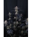 Guava Runtz Auto 3FEM(Guava Auto RF3 x Mango Runtz F5 Auto)