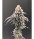Garlic Mint Sherbet 3FEM(Garlic Cookies (GMO) x Sherbanger (Bloom Seed Co)