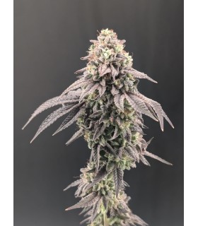 Garlic Mint Sherbet 3FEM(Garlic Cookies (GMO) x Sherbanger (Bloom Seed Co)