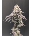 Garlic Mint Sherbet 3FEM(Garlic Cookies (GMO) x Sherbanger (Bloom Seed Co)