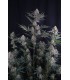 Lemon Tree Auto 3FEM(Lemon Tree x Z-Up Auto)
