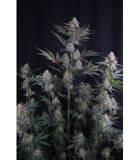 Lemon Tree Auto 3FEM(Lemon Tree x Z-Up Auto)