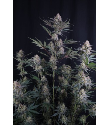 Lemon Tree Auto 3FEM(Lemon Tree x Z-Up Auto)