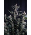 Lemon Tree Auto 3FEM(Lemon Tree x Z-Up Auto)