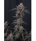 Mango Cherry Runtz Auto 3FEM(Mango Runtz F5 Auto x Lemon Cherry Cookies)