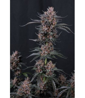 Mango Cherry Runtz Auto 3FEM(Mango Runtz F5 Auto x Lemon Cherry Cookies)