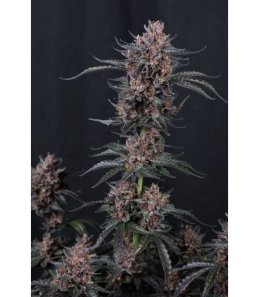 Mango Cherry Runtz Auto 3FEM(Mango Runtz F5 Auto x Lemon Cherry Cookies)