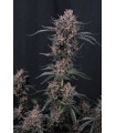 Mango Cherry Runtz Auto 3FEM(Mango Runtz F5 Auto x Lemon Cherry Cookies)
