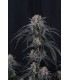 Mango Frost Auto 3FEM(Mango Runtz F5 Auto x Frostbanger Auto)