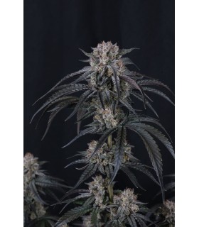 Mango Frost Auto 3FEM(Mango Runtz F5 Auto x Frostbanger Auto)