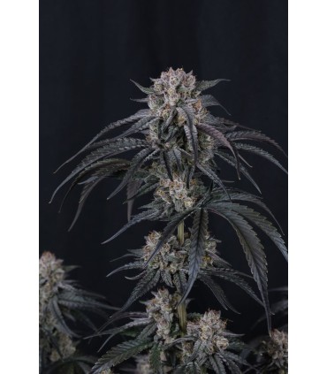 Mango Frost Auto 3FEM(Mango Runtz F5 Auto x Frostbanger Auto)
