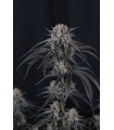 Mango Frost Auto 3FEM(Mango Runtz F5 Auto x Frostbanger Auto)
