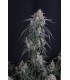 GMO Auto 3FEM(GMO Cut × Chemdog Auto)