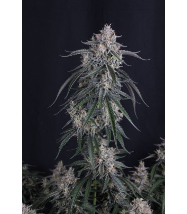 GMO Auto 3FEM(GMO Cut × Chemdog Auto)