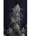 GMO Auto 3FEM(GMO Cut × Chemdog Auto)