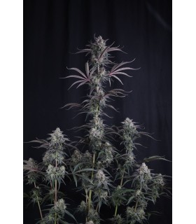 Pineapple OG Auto 3FEM(Pineapple Express  x OG Kush Auto)