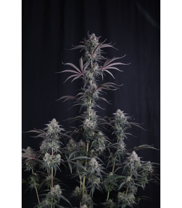 Pineapple OG Auto 3FEM(Pineapple Express  x OG Kush Auto)