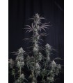 Pineapple OG Auto 3FEM(Pineapple Express  x OG Kush Auto)