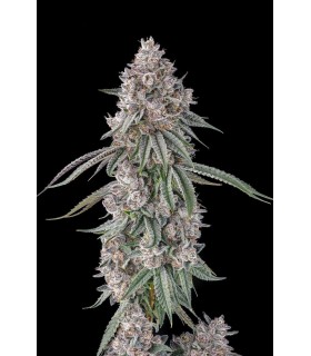 LEMON CHAIN (Lemon Gello × Mellowz 8)