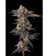 PAMELLOWZ (Papaya × Mellowz 8)