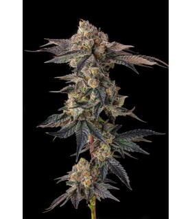 PAMELLOWZ (Papaya × Mellowz 8)