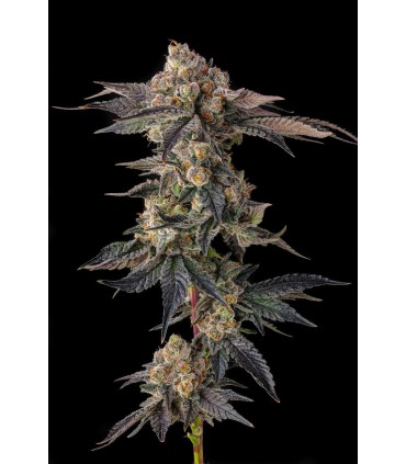 PAMELLOWZ (Papaya × Mellowz 8)